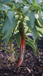 Close-up of lizard on plant