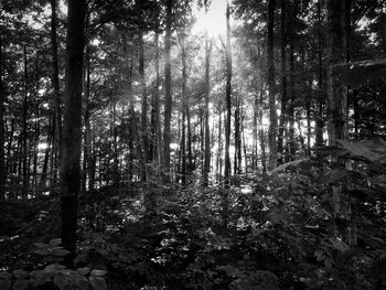 Sun shining through trees in forest