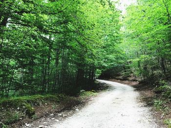 Road amidst trees in forest