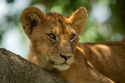 Close-up of lion cub resting in tree