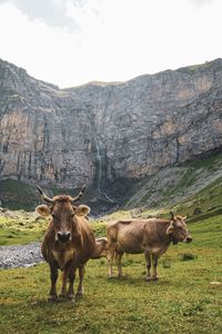 Cows in a field