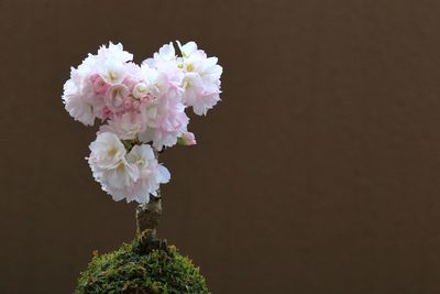 Close-up of pink flowers