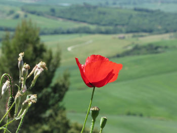 Close-up of red poppy blooming in field