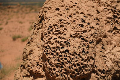 Close-up of lizard on a land