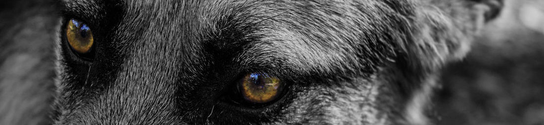 Extreme close up of animal eye