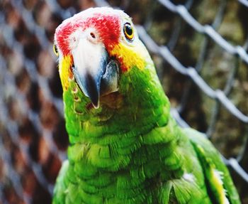 Close-up of parrot in cage