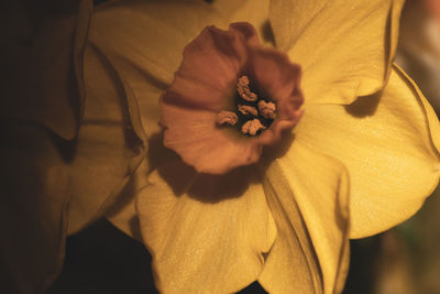 Close-up of yellow rose flower