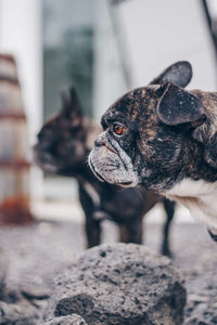 Close-up of dog