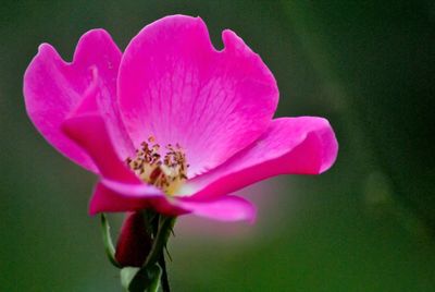 Close-up of pink flower