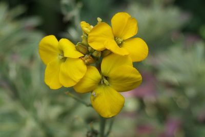 Close-up of yellow flowers blooming outdoors