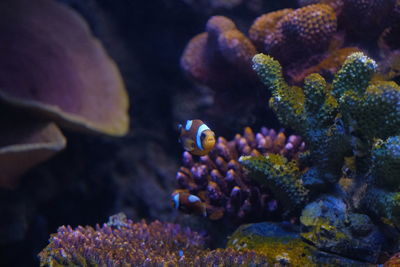 Close-up of fish swimming in sea