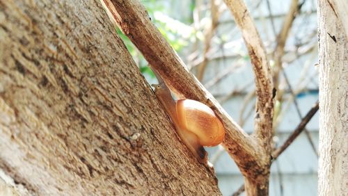 Close-up of snail on tree trunk