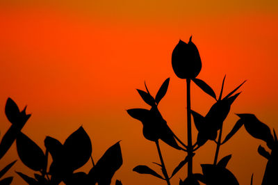 Close-up of silhouette plant against orange sky