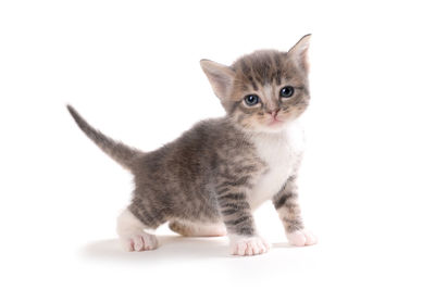 Portrait of cute kitten against white background