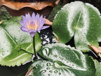 Close-up of wet leaves