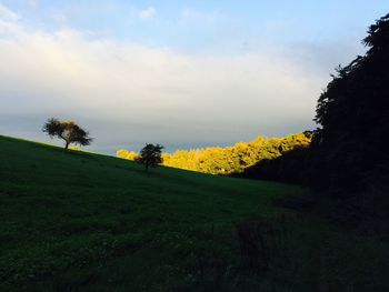 Scenic view of grassy field against sky