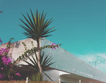 Low angle view of palm trees against blue sky