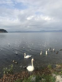 Swans swimming in lake against sky