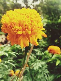 Close-up of yellow flowers blooming outdoors