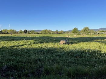 Scenic view of grassy field against clear sky