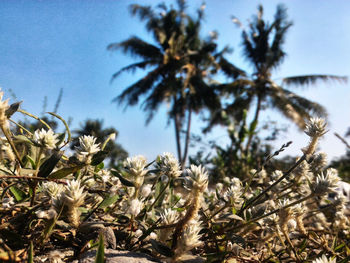 Close-up of flowering plants on field against sky