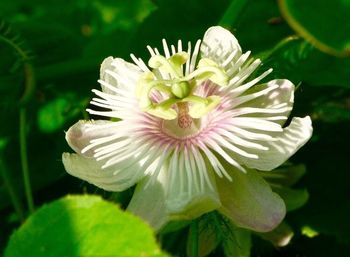 Close-up of flower blooming outdoors