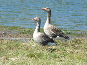 Ducks on grass