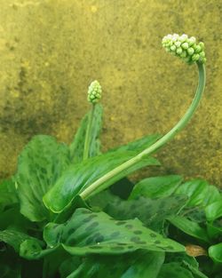 Close-up of green plant on field