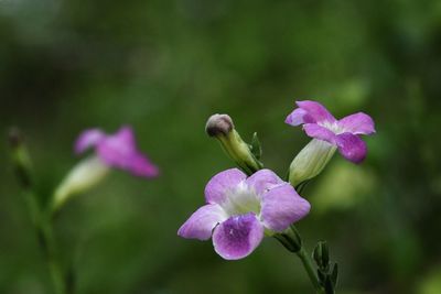 Close-up of pink flowering plant