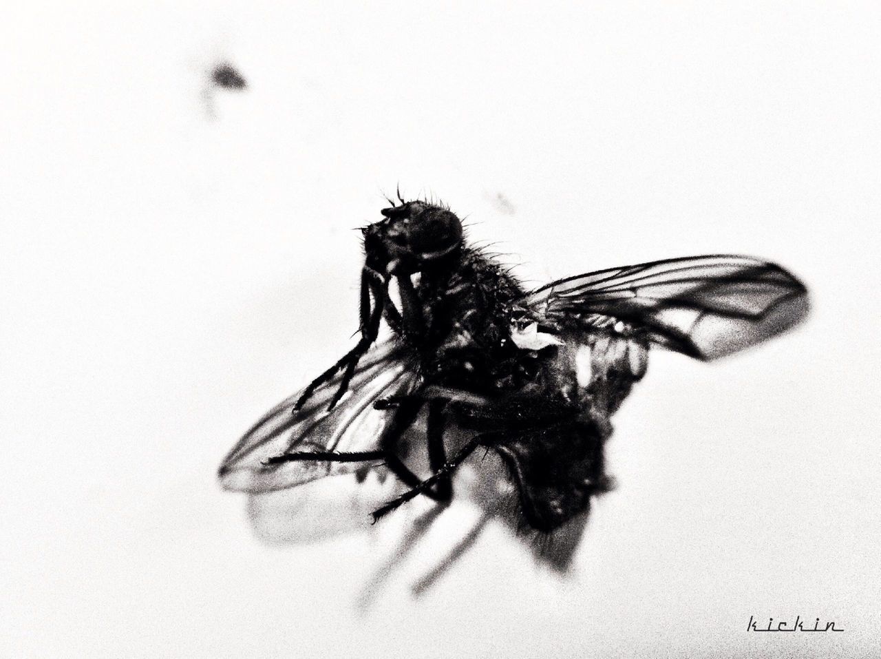 studio shot, white background, animal themes, insect, one animal, close-up, wildlife, animals in the wild, copy space, death, dead animal, indoors, animal wing, no people, cut out, spider, the end, wall - building feature, art and craft, art