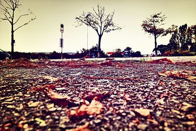 Surface level of autumnal trees