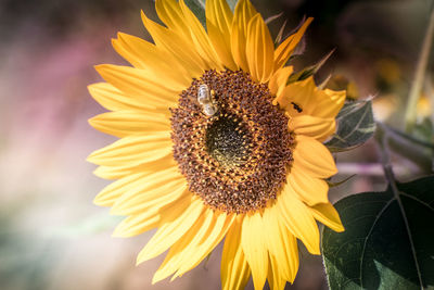 Close-up of sunflower