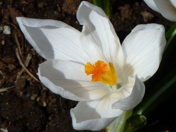 Close-up of frangipani blooming outdoors