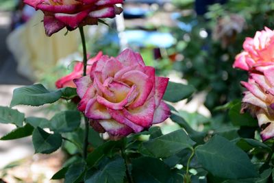 Close-up of pink rose