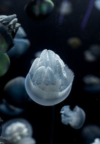 Close-up of jellyfish in sea