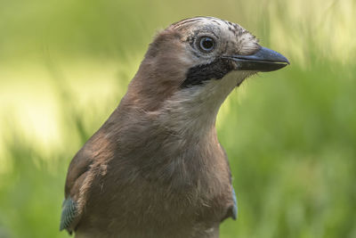 Close-up of a bird