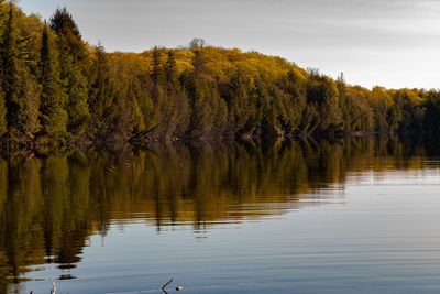 Scenic view of lake in forest against sky