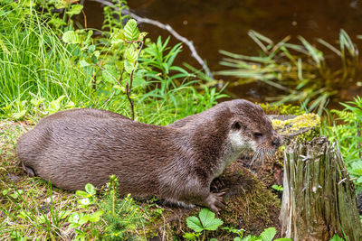 Close-up of a rabbit on field