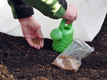 Sowing coriander seeds by hand in early spring. an elderly woman is engaged in spring sowing work.