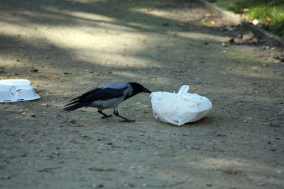 Close-up of birds