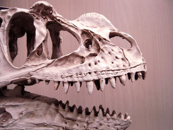 bone