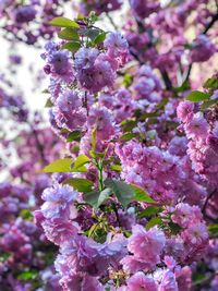 Close-up of pink cherry blossoms in spring