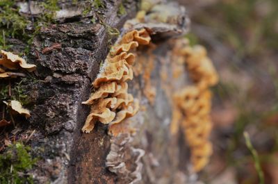 Close-up of mushroom growing on tree trunk