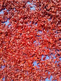 Full frame shot of red chili peppers for sale