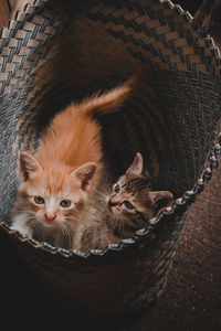 Close-up of kitten in basket