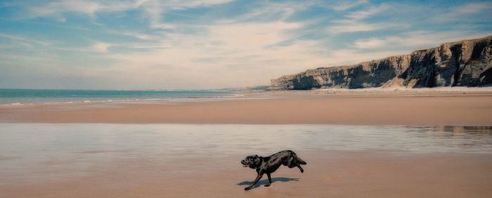 Dog running on shore at beach against sky