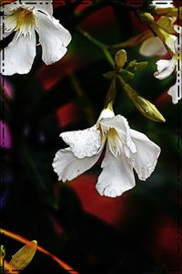 Close-up of white flowers blooming outdoors