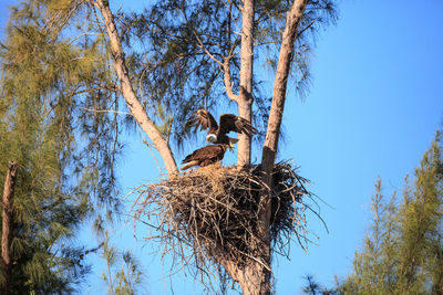 Low angle view of bird nest on tree against clear blue sky