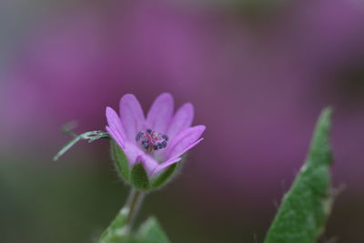 Close-up of pink flower