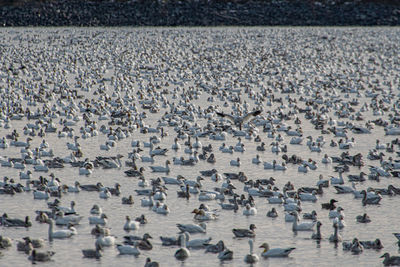 High angle view of birds in lake